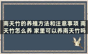 南天竹的养殖方法和注意事项 南天竹怎么养 家里可以养南天竹吗